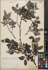 Foto von Salix glabra Scop.